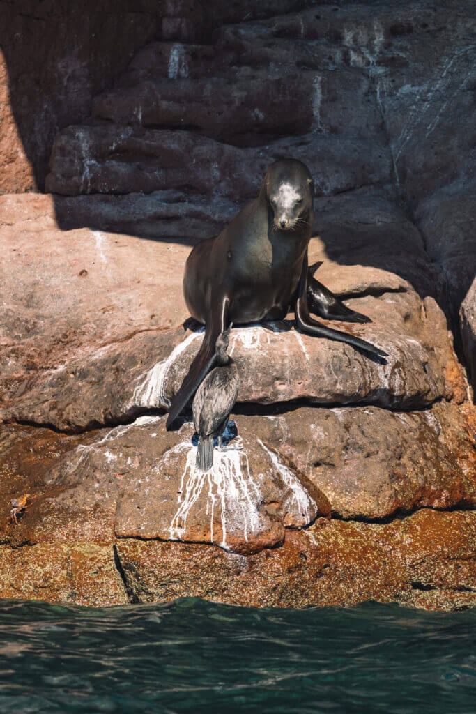 observation des lions de mer en basse californie