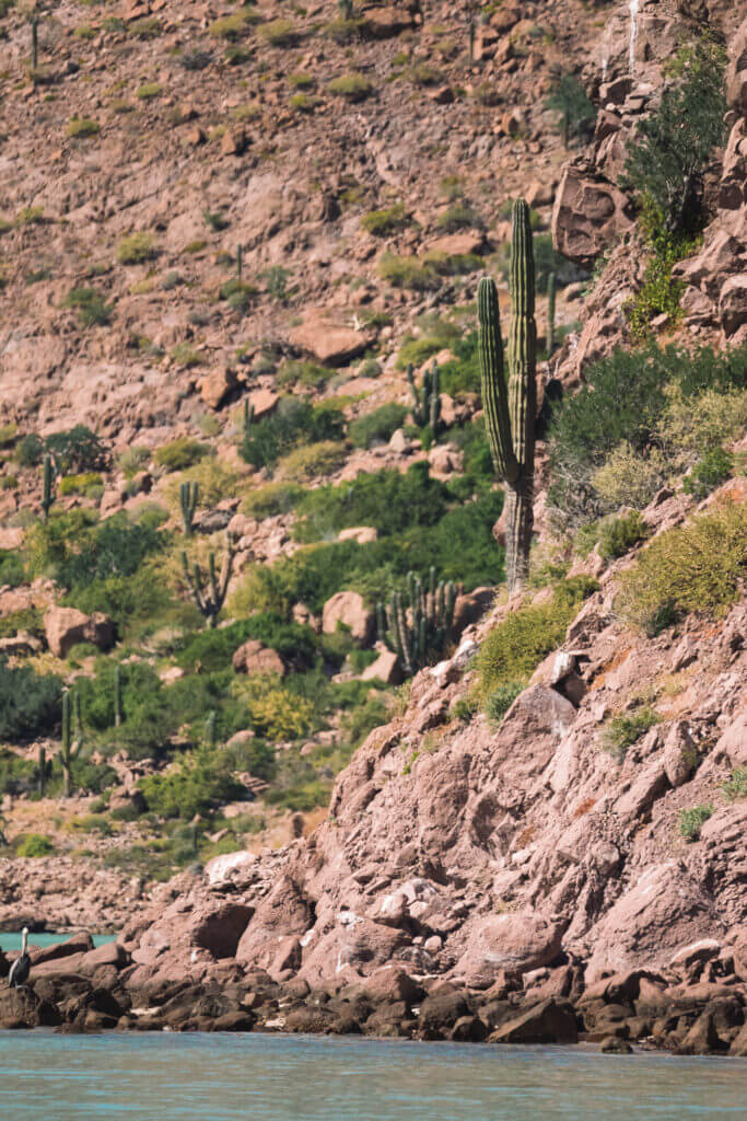 désert de cactus sur l'île espiritu santos