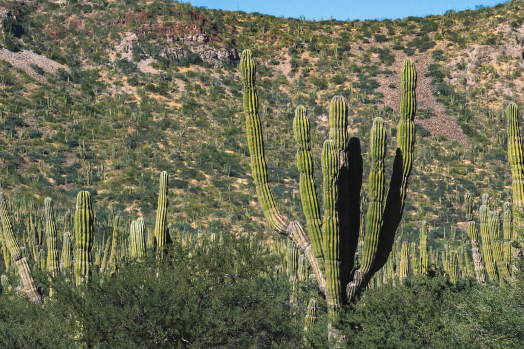 road trip en basse californie