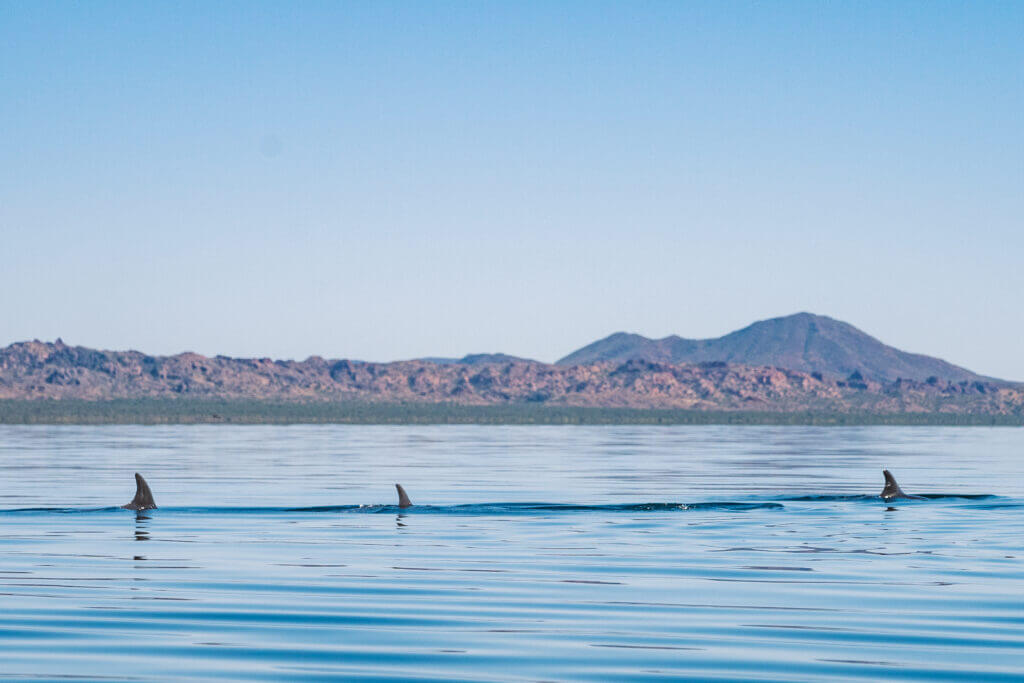 rencontre avec les dauphins en basse californie