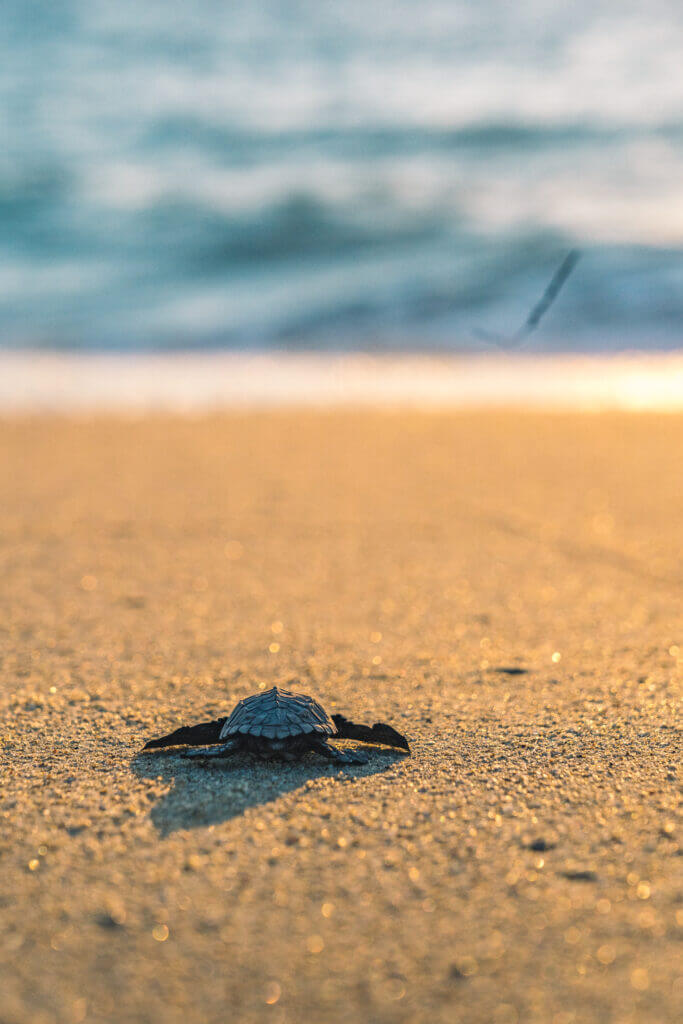 libération de tortues en basse Californie