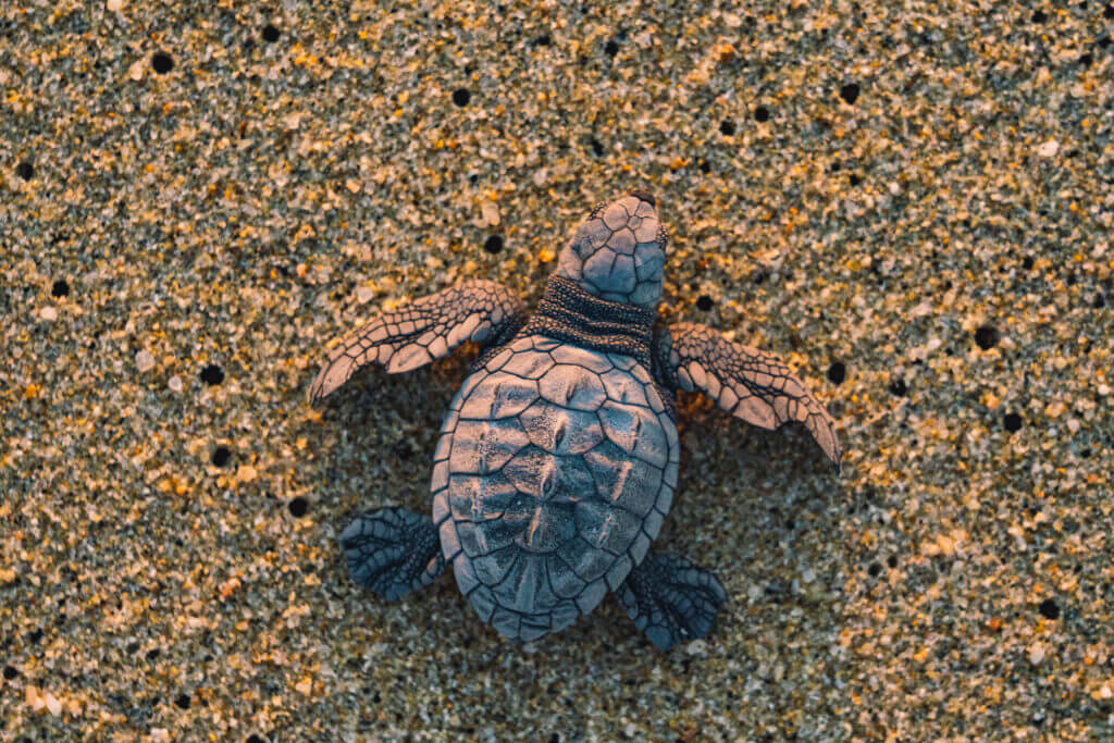 libération de tortues en basse Californie