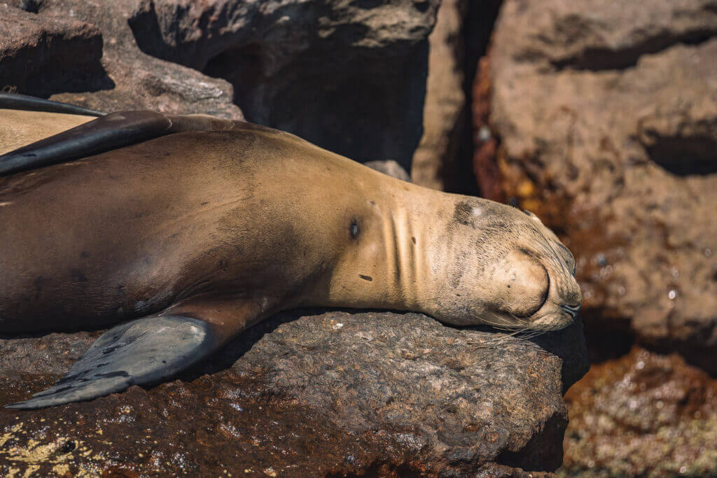 observation des lions de mer en basse californie