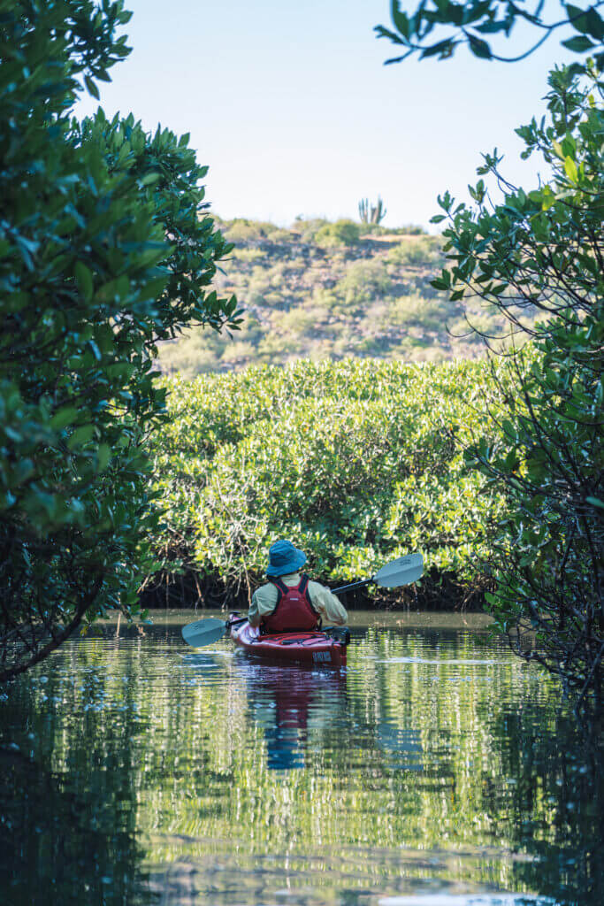 mangrove en basse californie
