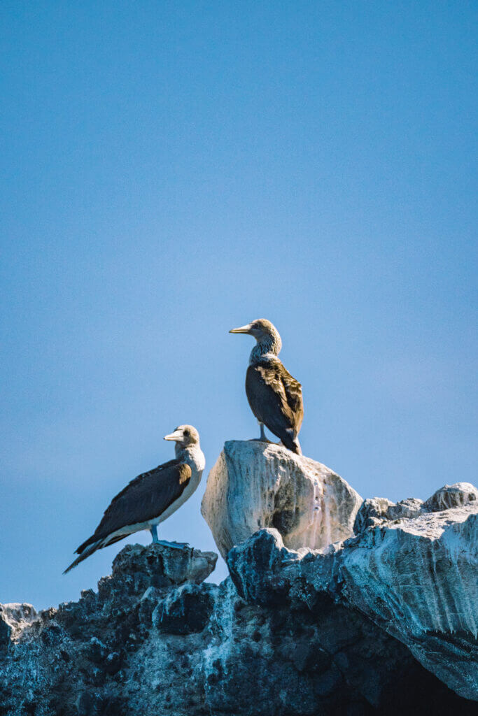 rencontre avec la faune en basse californie