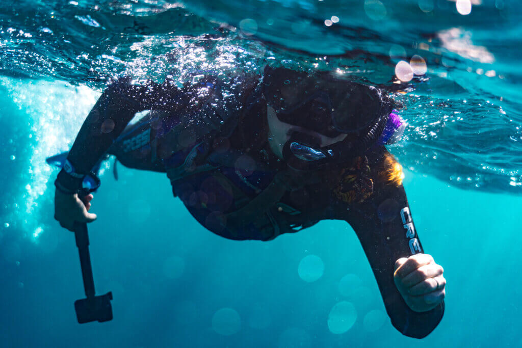 rencontre avec lions de mer en basse californie