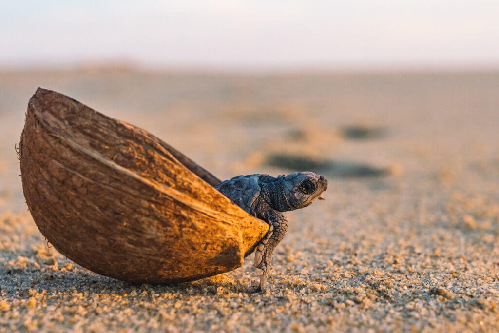 libération des tortues en basse californie