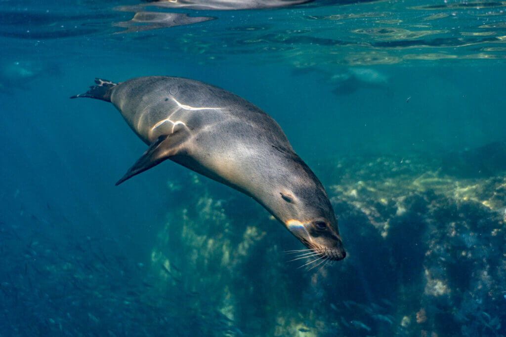 rencontre avec lions de mer en basse californie