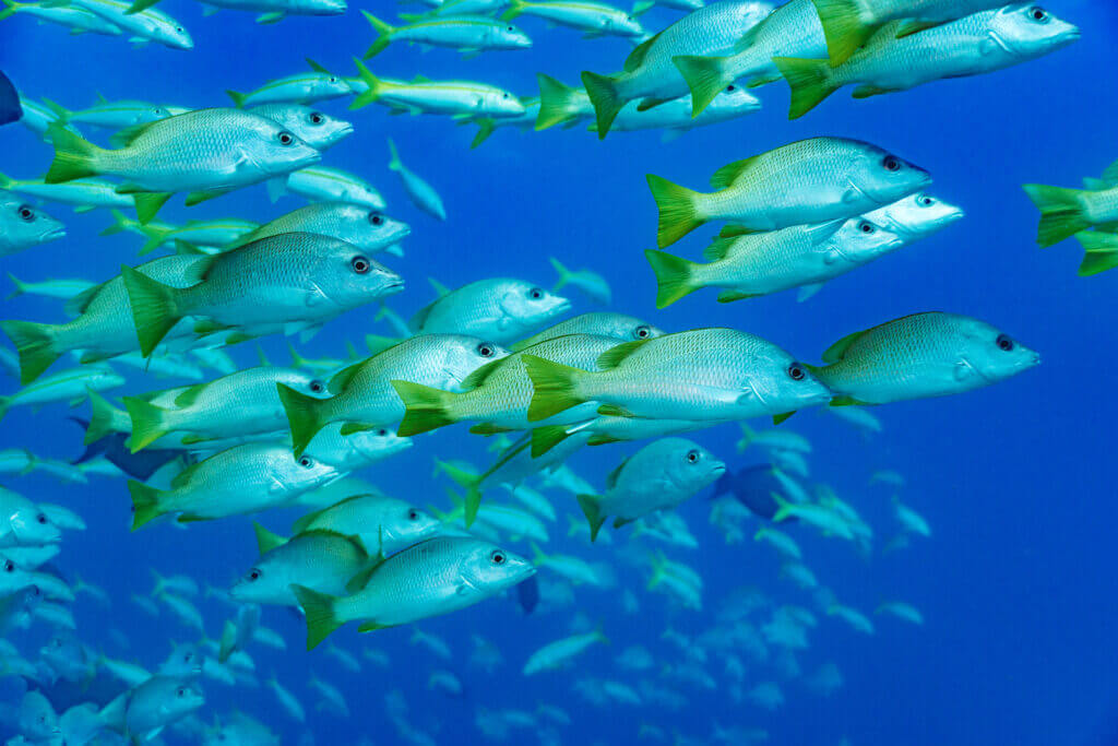 plongée sous marine en basse californie