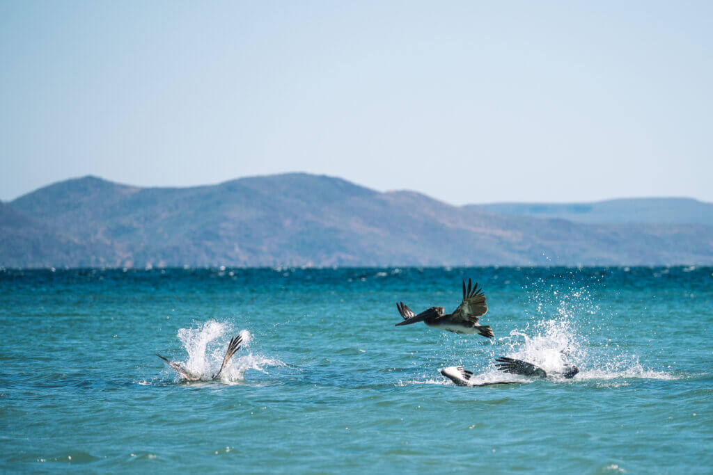découverte de la faune marine en basse californie