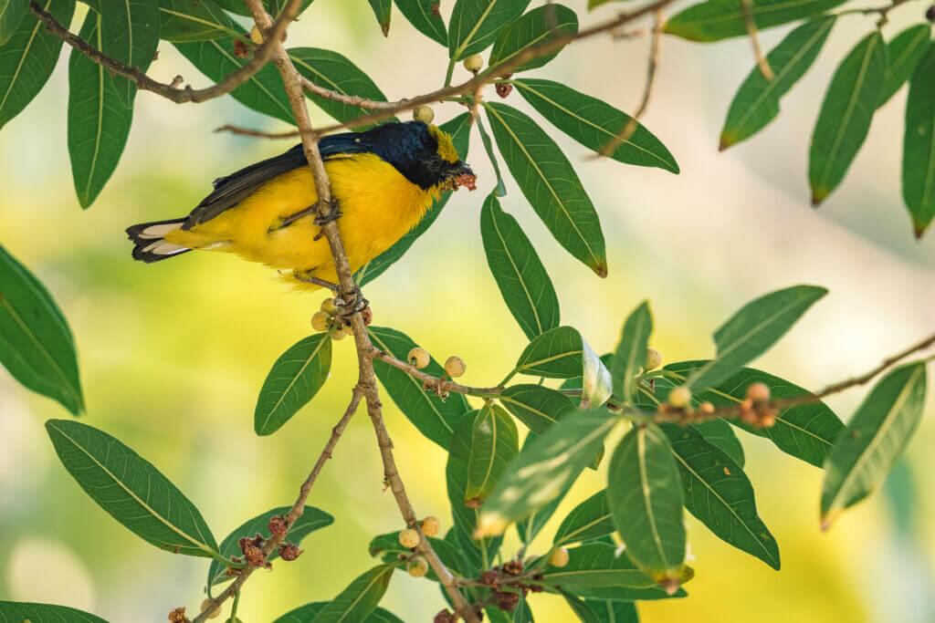 observation oiseau à minca