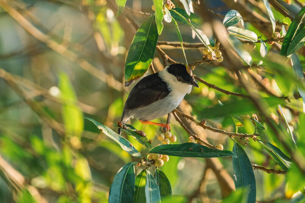 observation d'oiseau près de minca