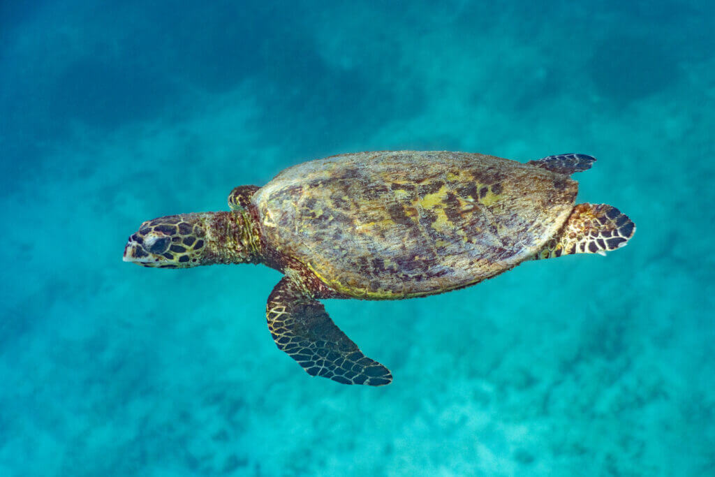 rencontre avec une tortue
