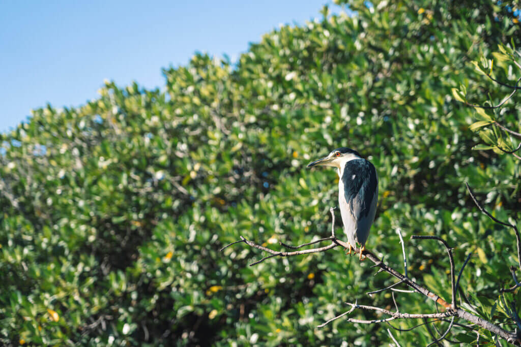observation de la faune en basse californie