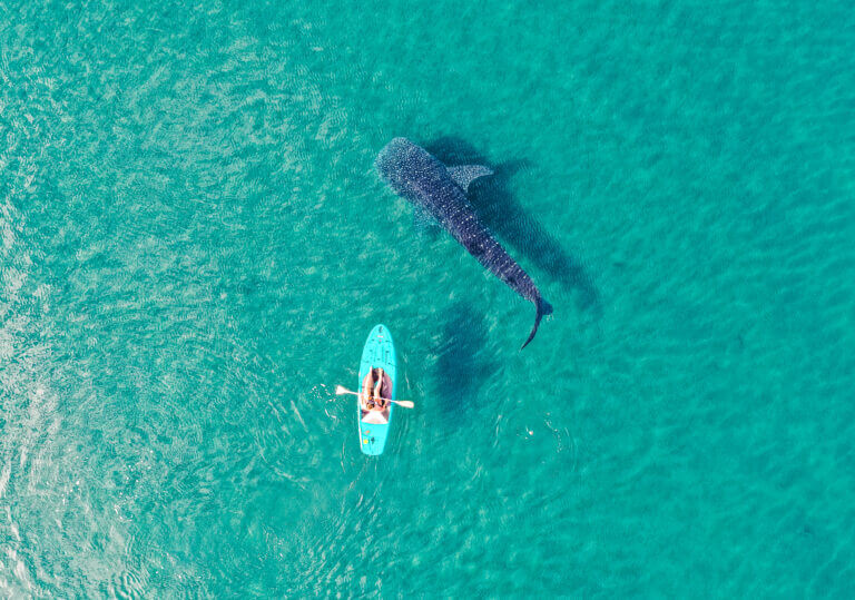 rencontre avec un requin baleine