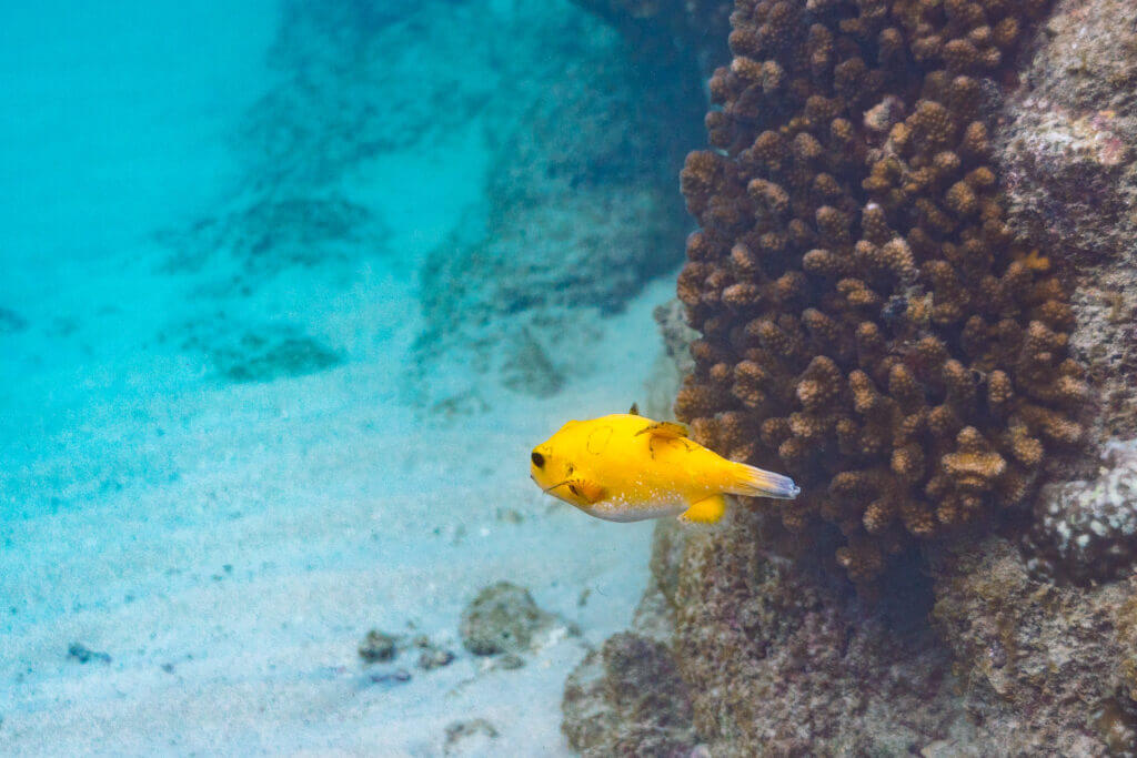 plongée sous marine en basse californie