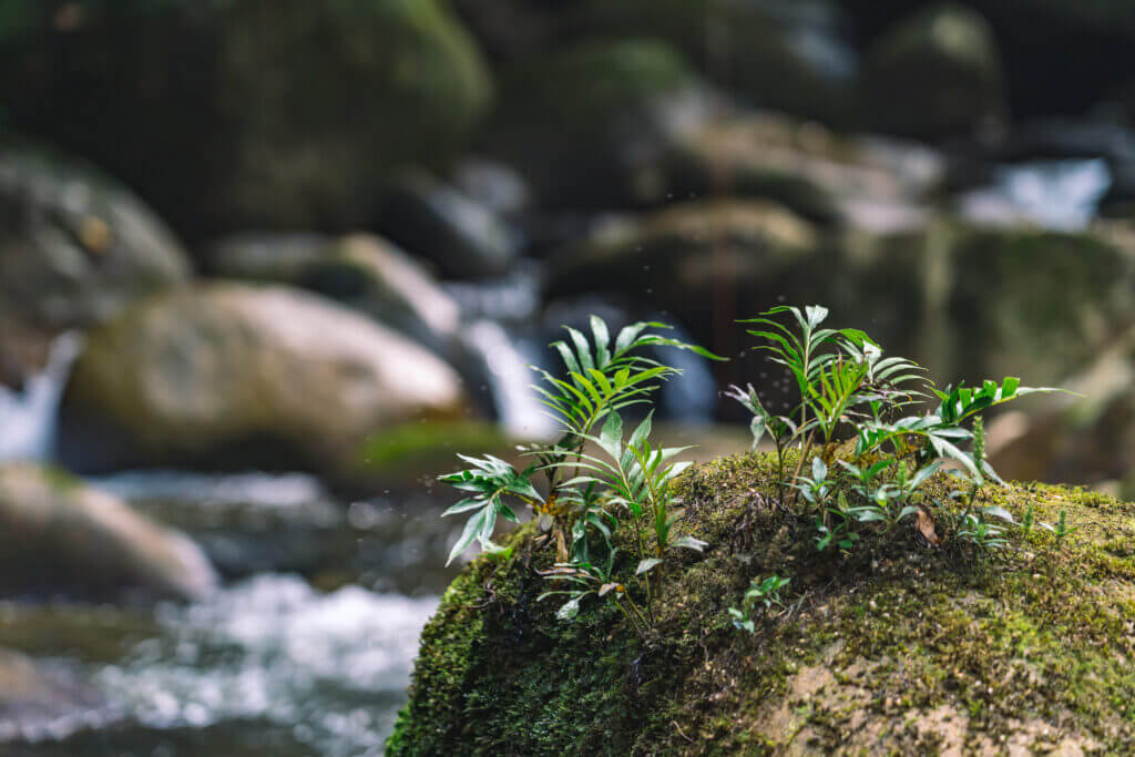 Photo de la rivière