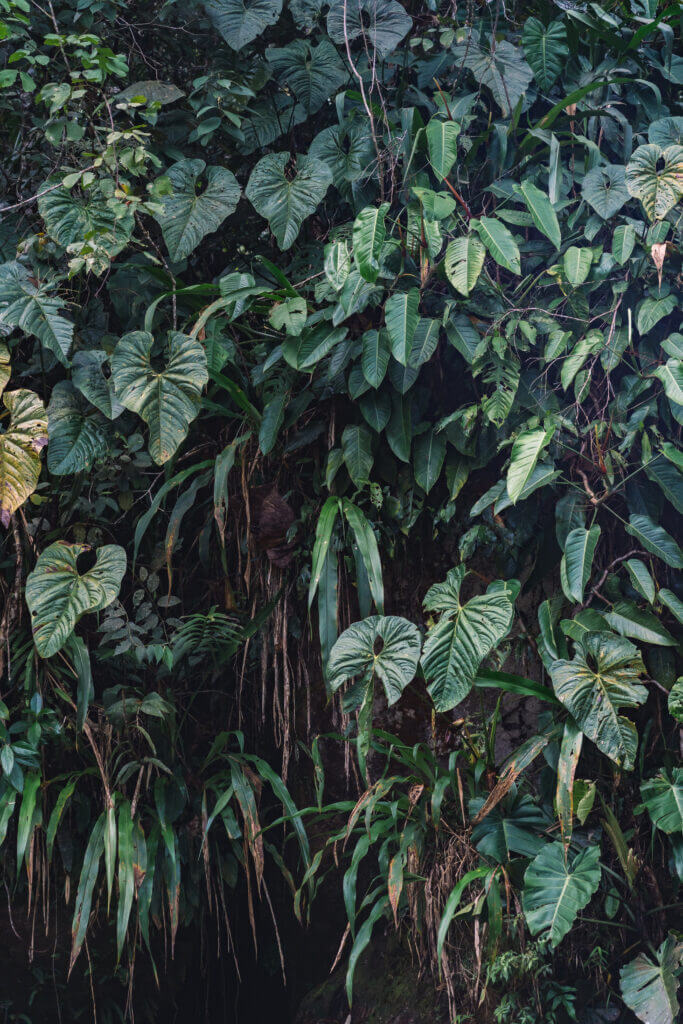 Vegetation proche du temple de l'eau