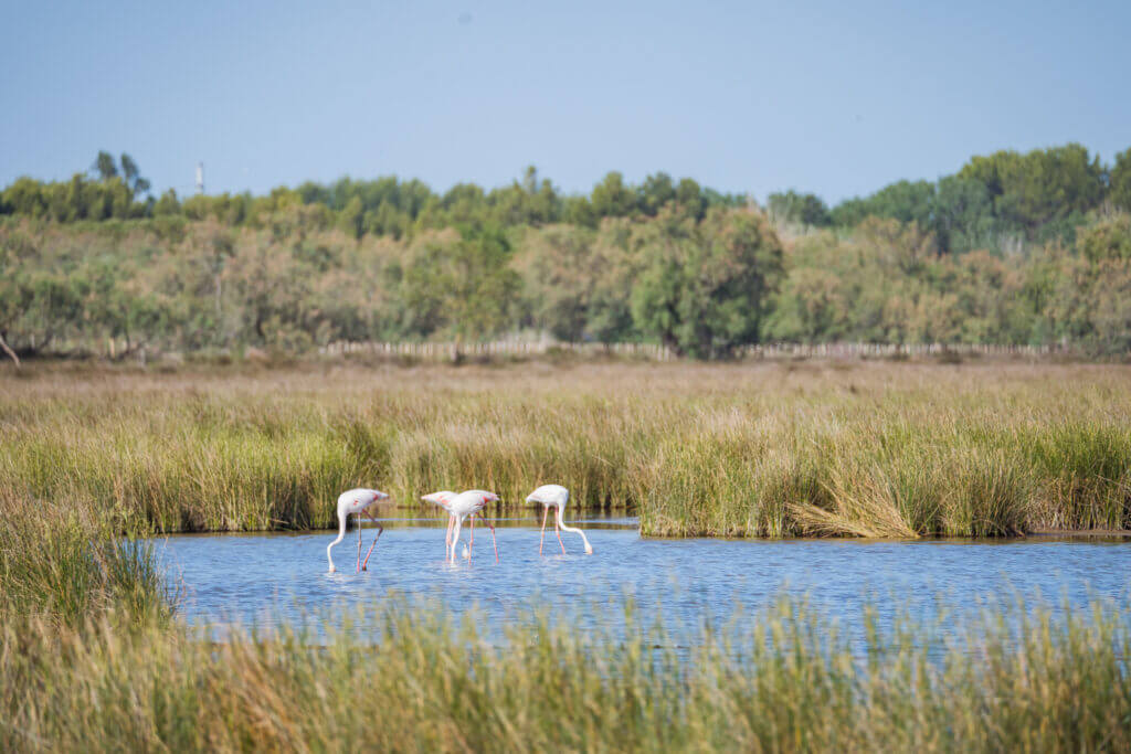 Flamands roses en Camargue