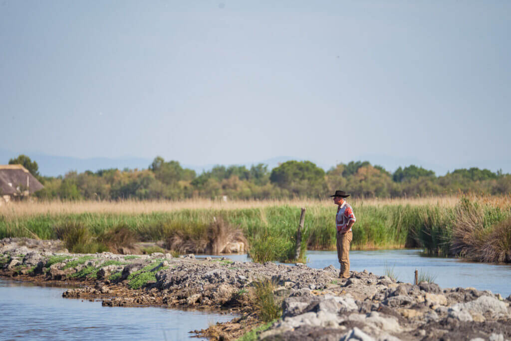 Gardian en Camargue