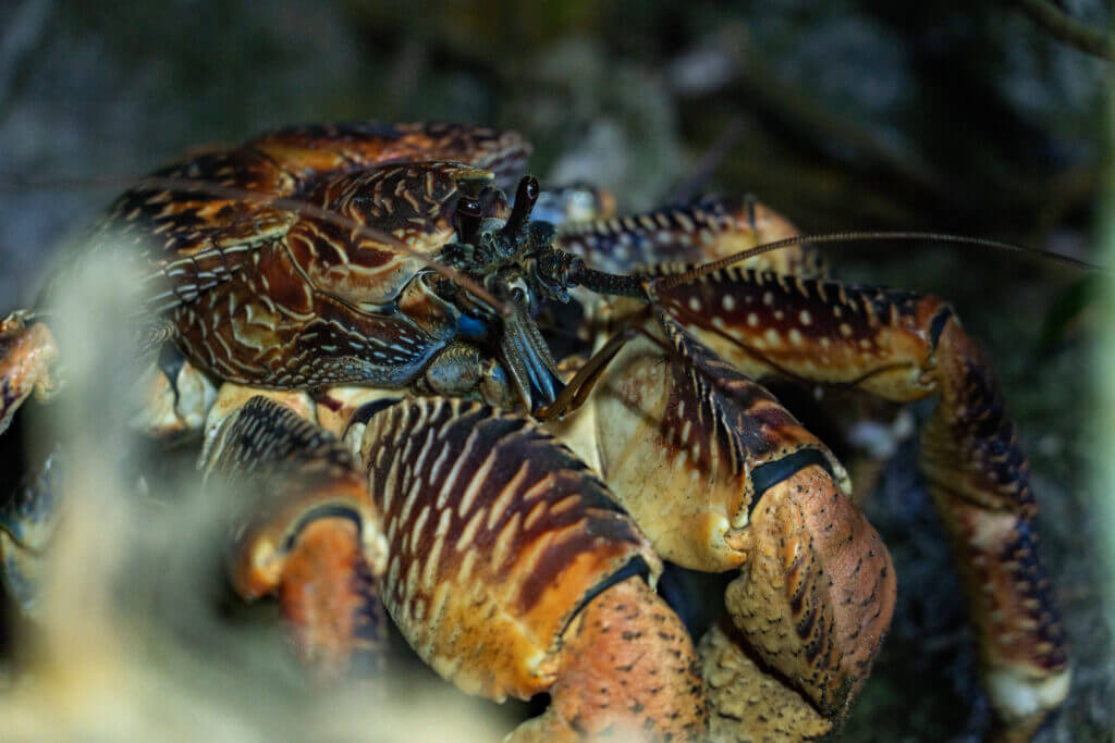 crabe coco sur l'île de chumbe island à zanzibar