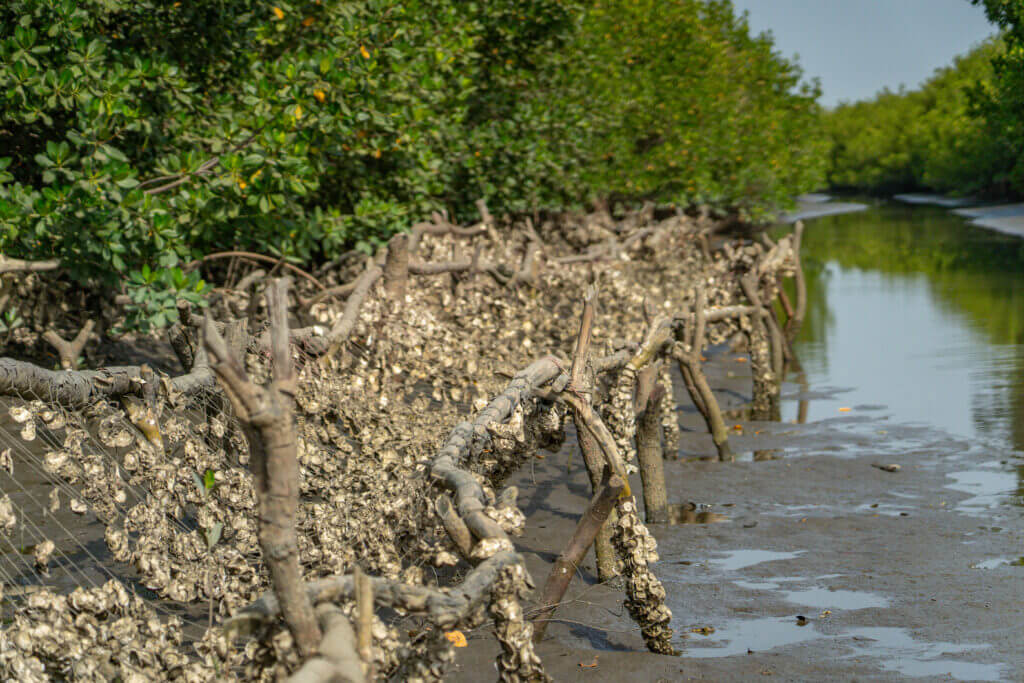 projet autour de l'ostréiculture