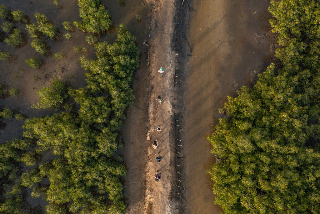 vue aerienne sur la mangrove