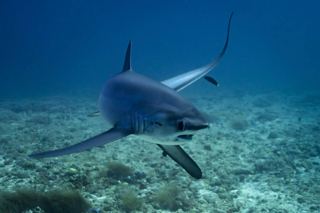 requin renard malapascua