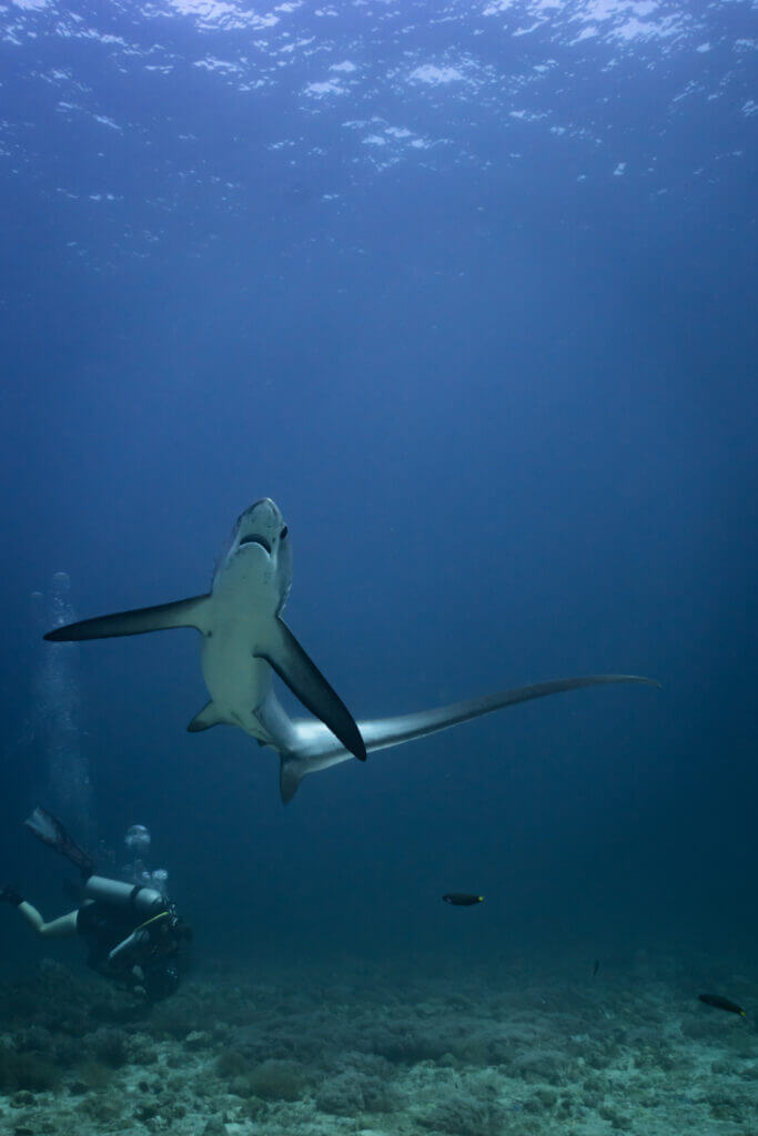 requin renard à Malapascua