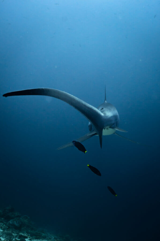 requin renard à Malapascua