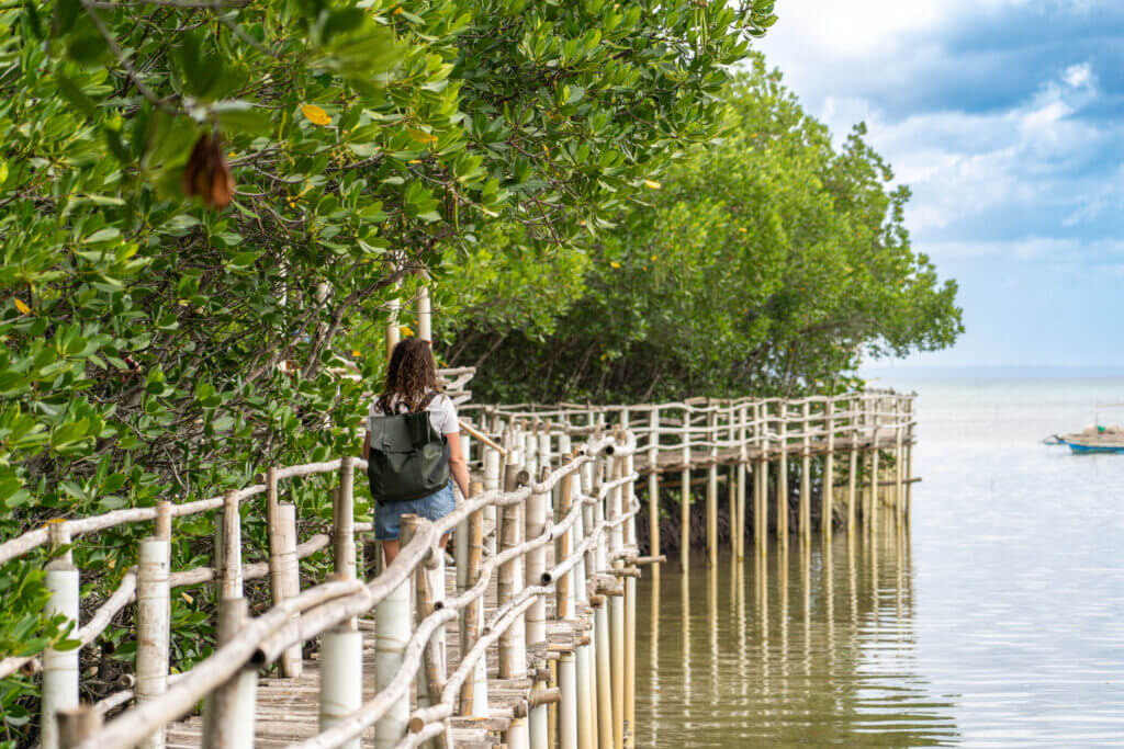 balade mangrove