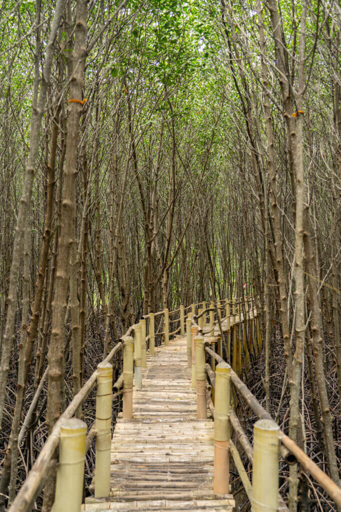 balade au coeur de la mangrove