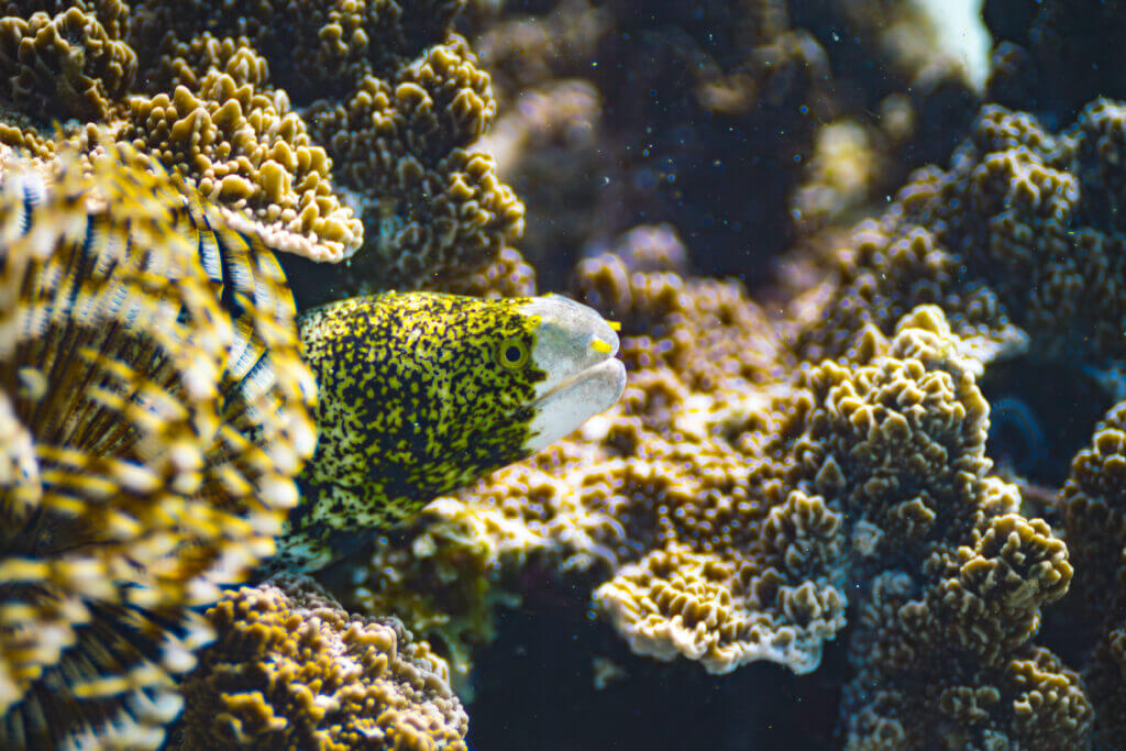 rencontre sous marine philippines