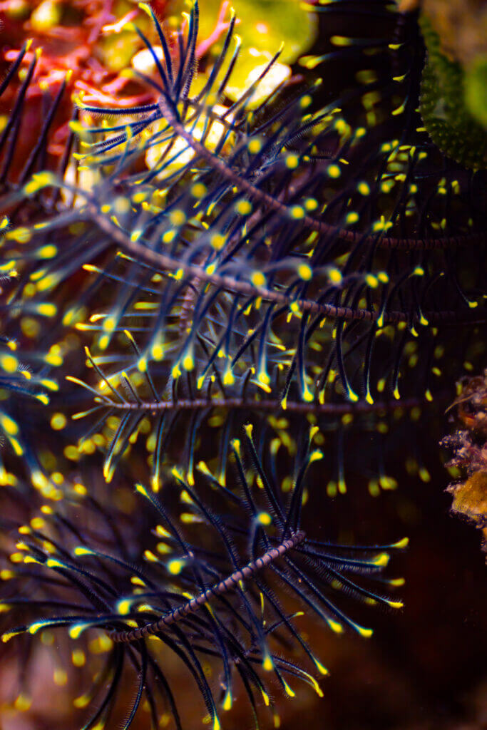 snorkelling philippines