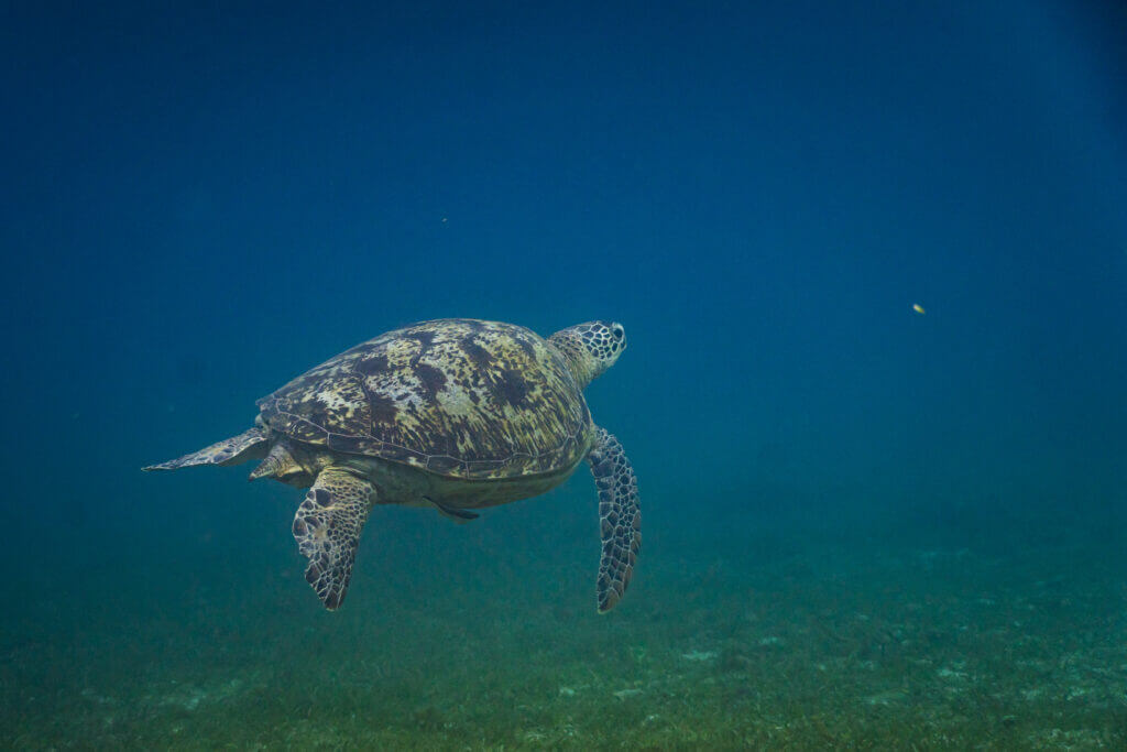 rencontre avec une tortue à camotes aux philippines