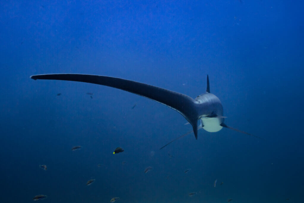 observation d'un requin renard