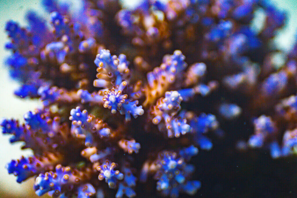 nudibranche siquijor