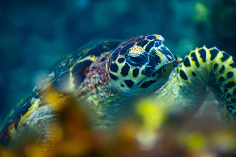siquijor rencontre avec une tortue