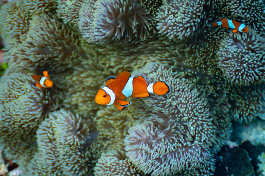 poisson clown philippines