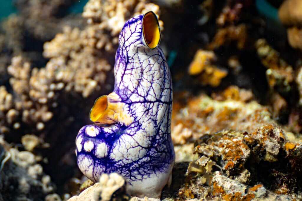 snorkeling port barton