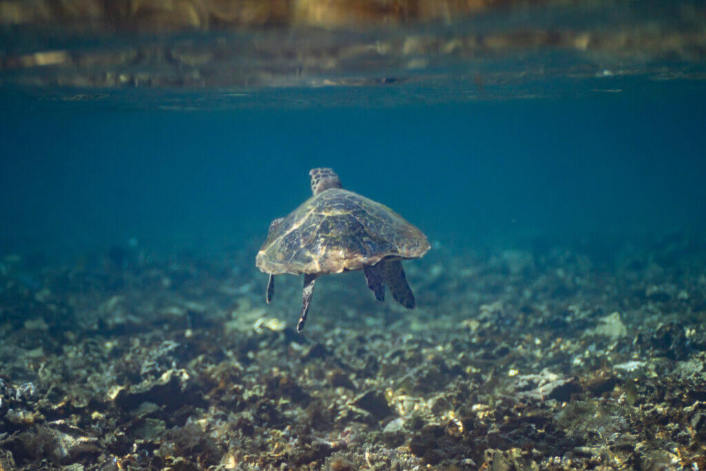 tortue rencontre philippines