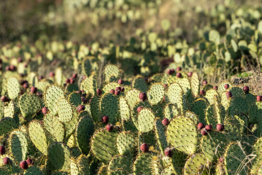 figuier de barbarie au lac du salagou