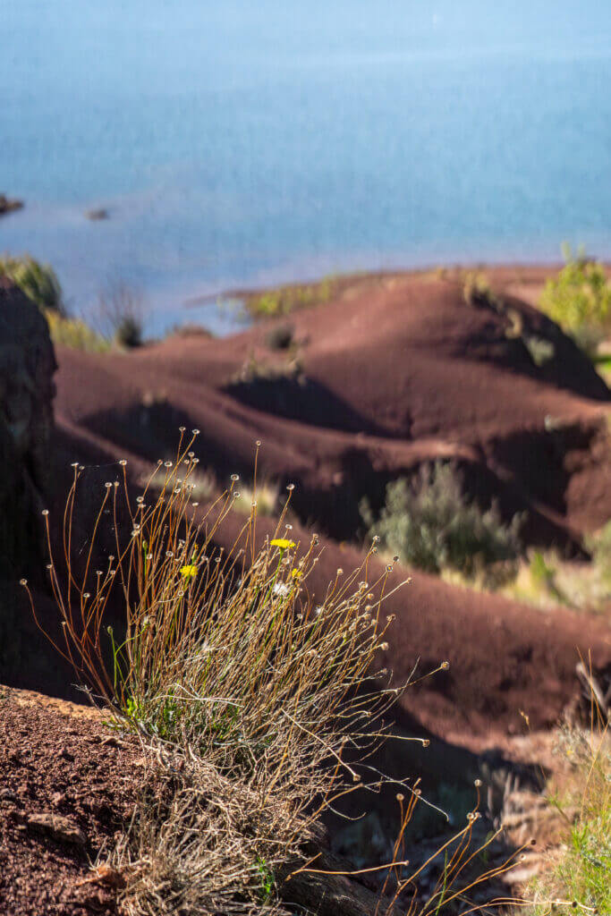 observation de la faune au lac du salagou