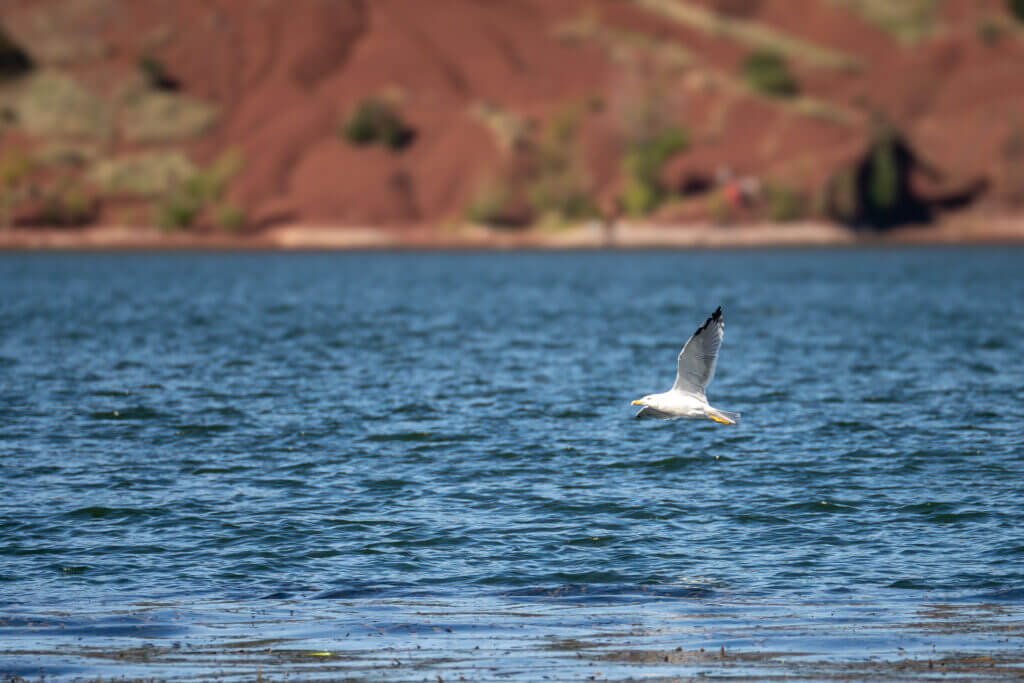 observation d'oiseau au lac du salagou