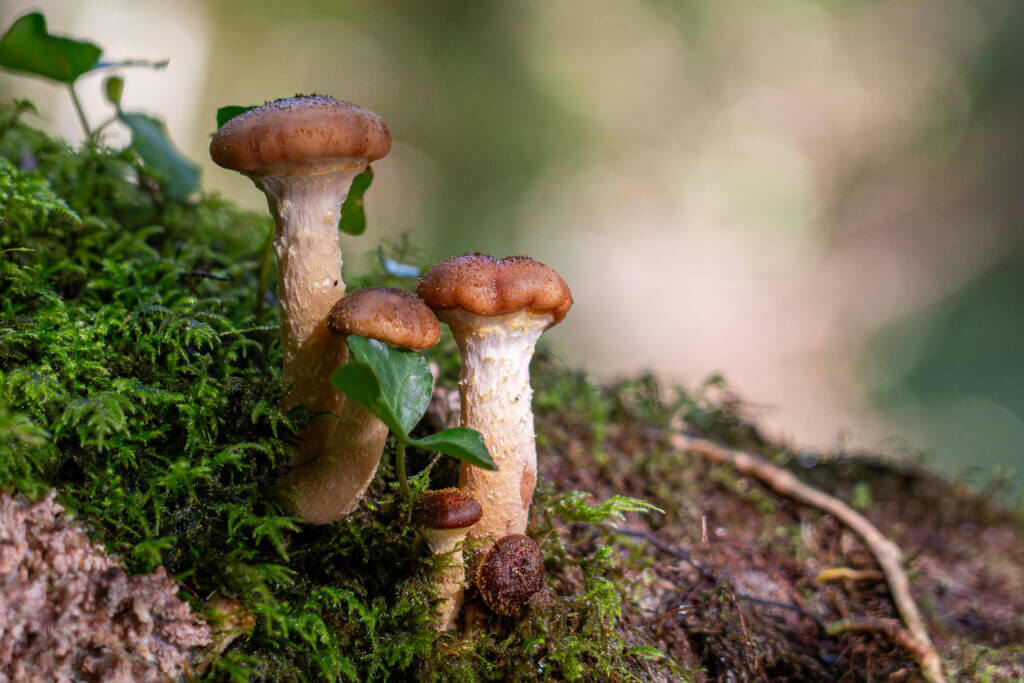 champignons en dordogne