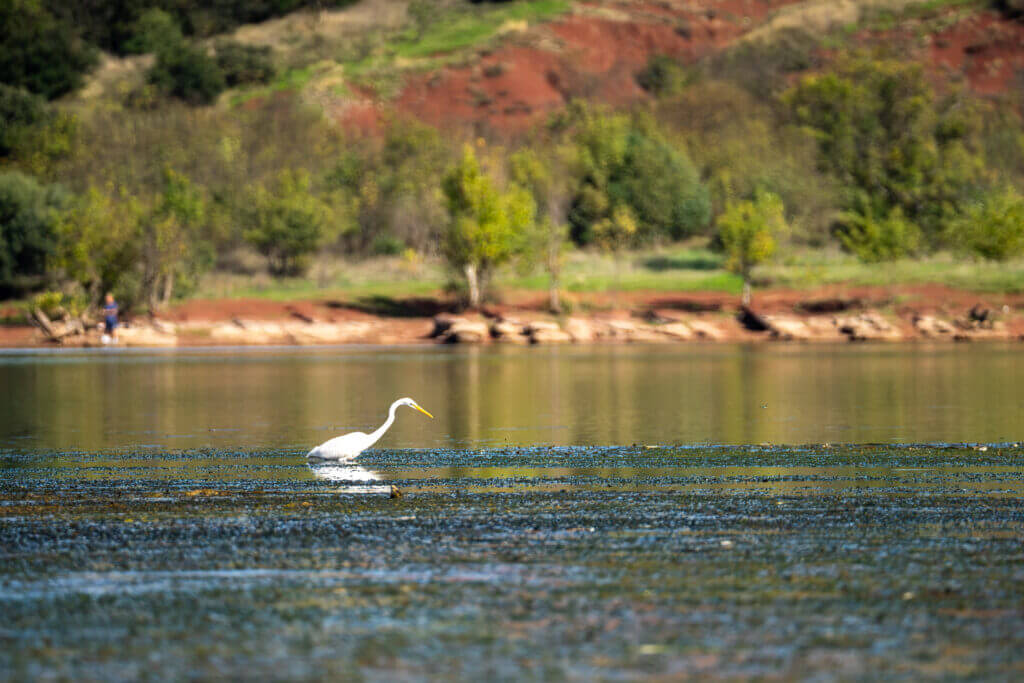 observation d'oiseau au lac du salagou