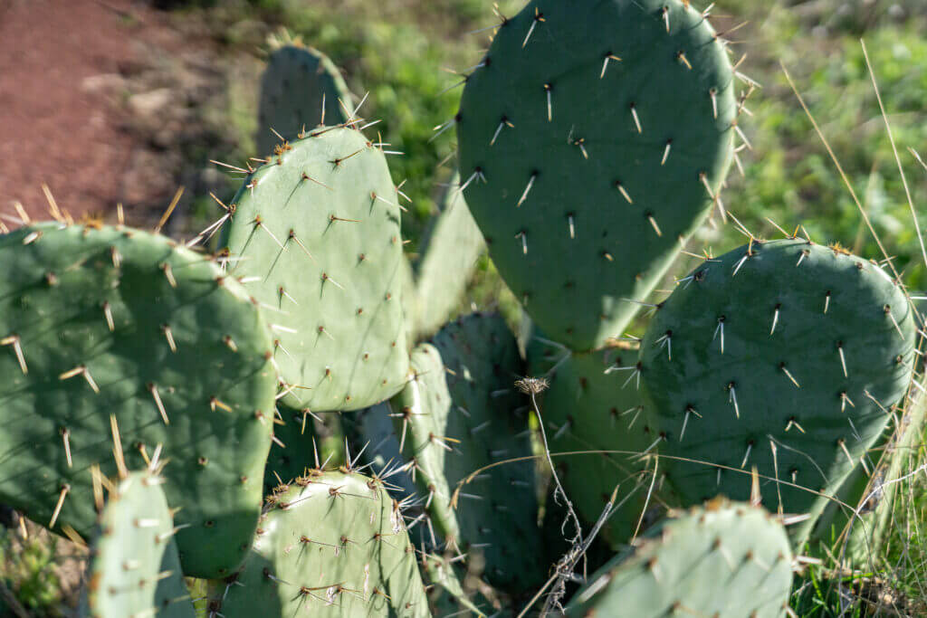 faune lac du salagou
