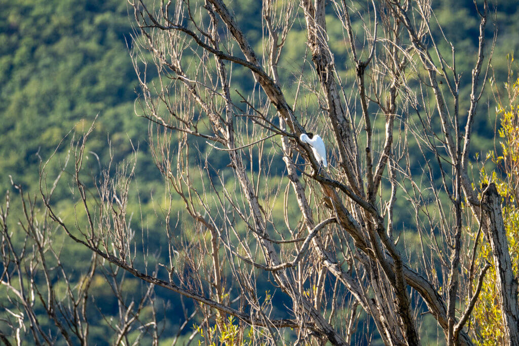 faune locale au lac du salagou