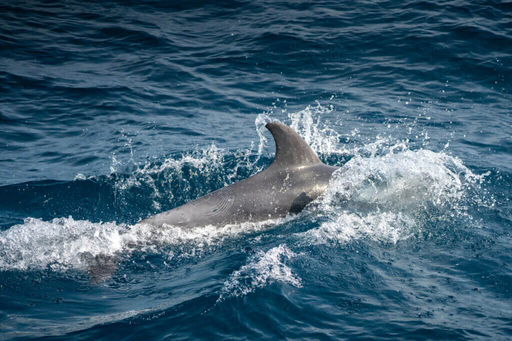dauphin en pleine mer