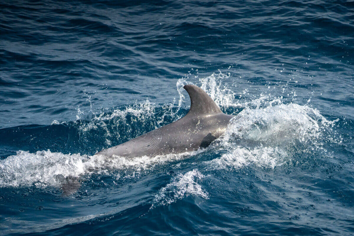 Fondatrice de la ferme de café familiale en Tanzanie
